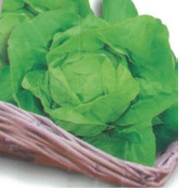 LETTUCE BUTTERCRUNCH